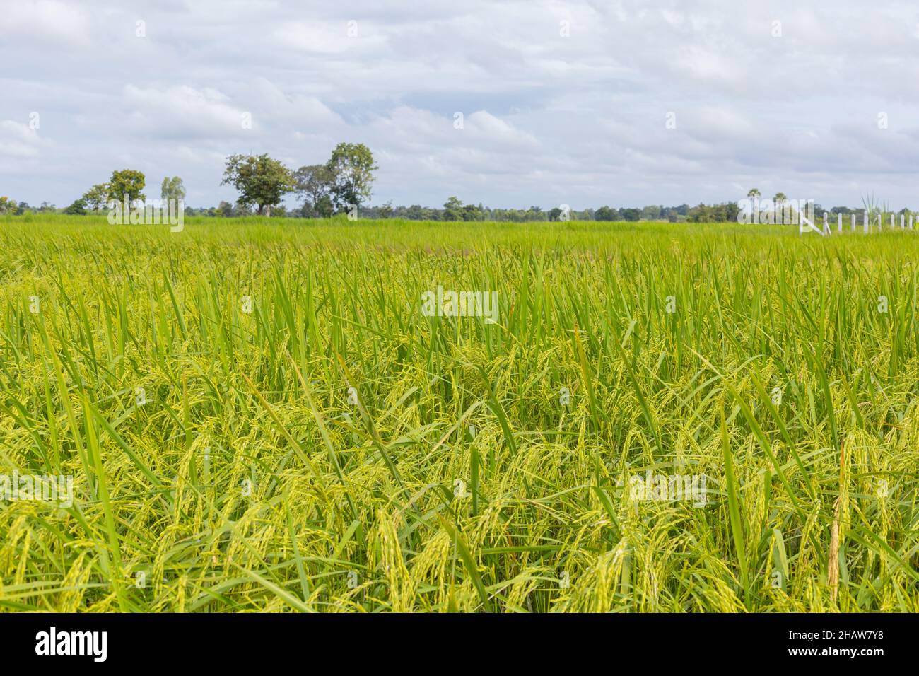 Le piante di riso verde nella stagione delle piogge sono in fiore. Foto Stock