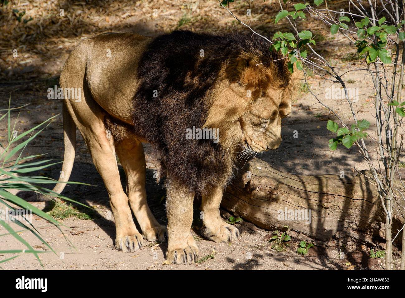 Leone , Re della giungla , Ritratto animale della fauna selvatica Foto Stock