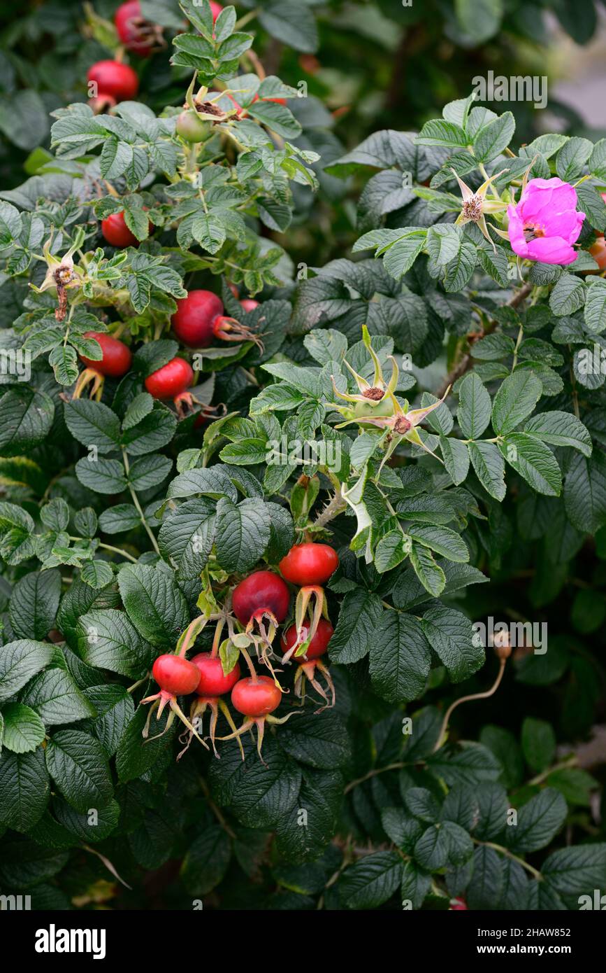 Rosa rugosa, rosa giapponese, fiori, fianchi rossi di rosa, foglie glauche, spinoso, prickly, specie invasive, giardino, giardini, RM floreale Foto Stock