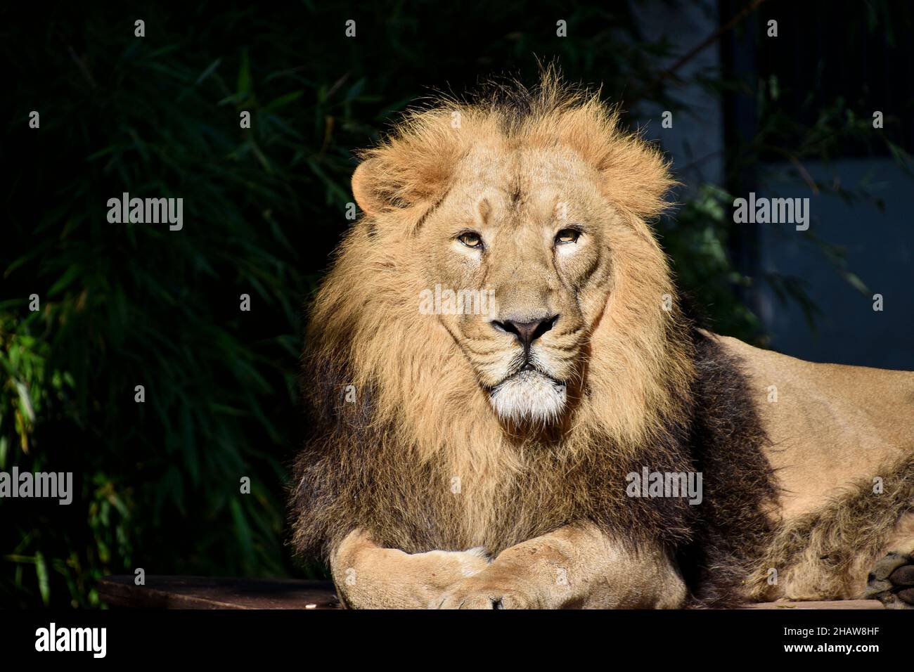 Leone , Re della giungla , Ritratto animale della fauna selvatica Foto Stock