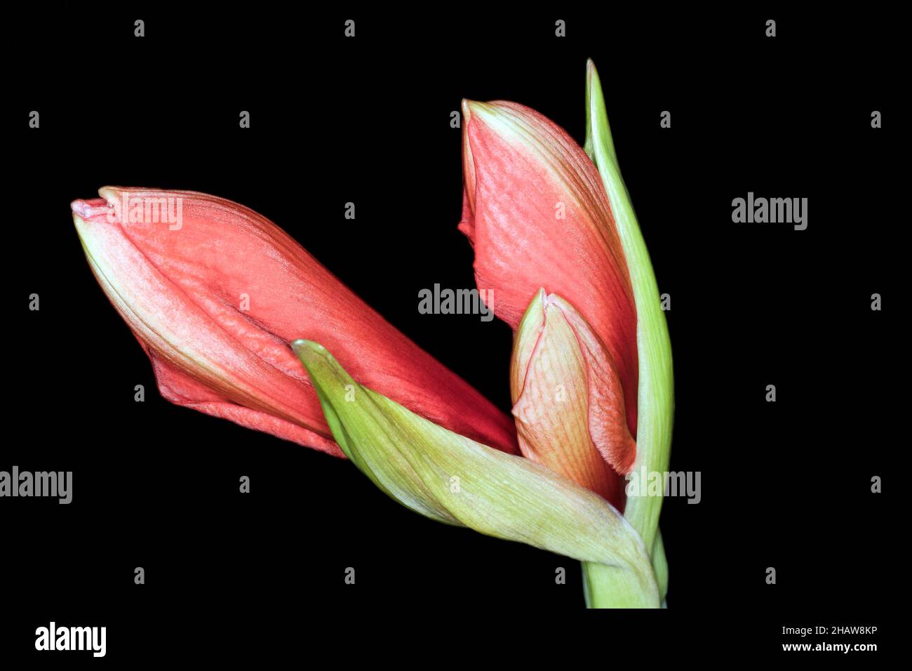 Proprio di fronte all'apertura di un amaryllis rosso (Hippeastrum), fotografia studio con sfondo nero Foto Stock