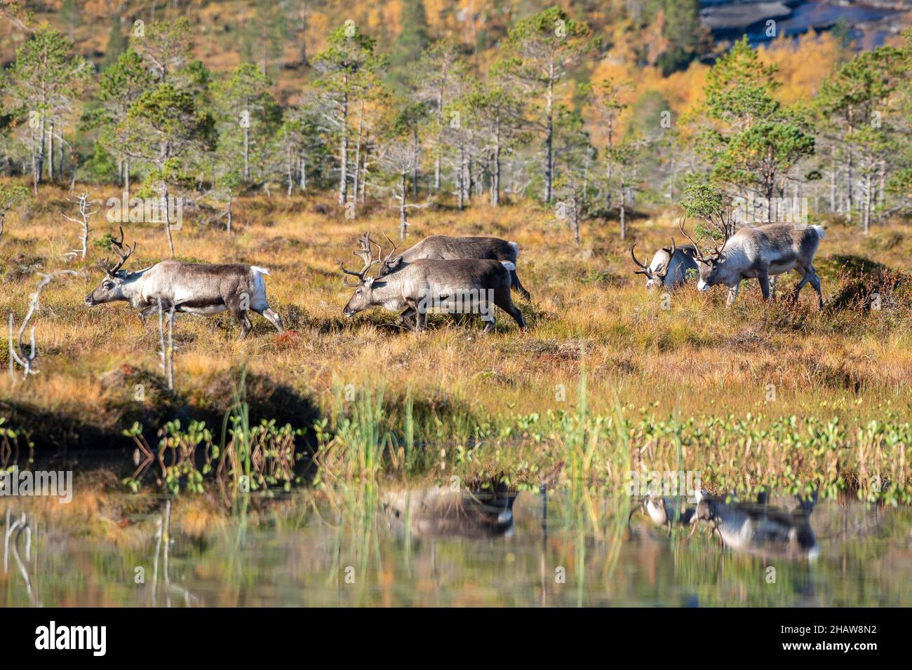Renna (Rangifer tarandus), Efjord, Tysfjord, Ofoten, Nordland, Norvegia Foto Stock