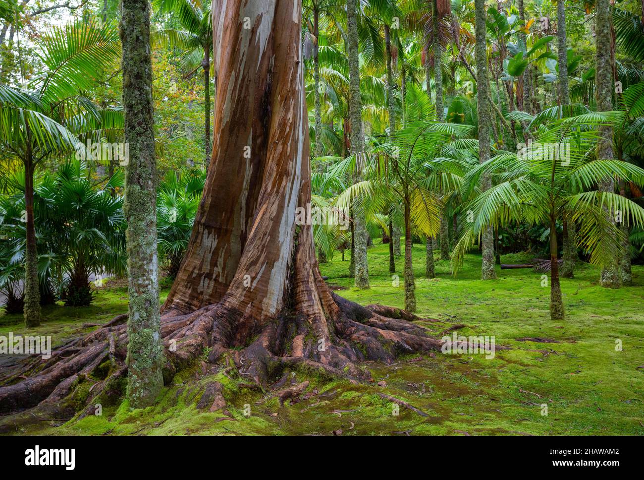 Eucalipto blu, anche Eucalipto comune, gomma blu della tasmania (globulo di eucalipto), Giardino Botanico, Terra nostra Park, Furnas, Isola di Sao Miguel Foto Stock