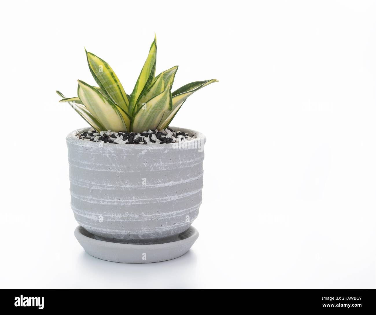 Pianta di serpente o pianta di Sanseviera laurentii in vaso di argilla isolato su sfondo bianco Foto Stock