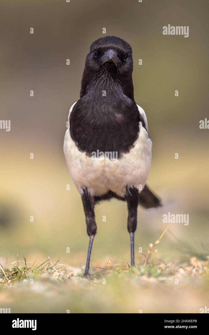 Magpie eurasiatica (Pica pica) guardando la macchina fotografica in spagnolo Pirenei, Vilagrassa, Catalogna, Spagna. Aprile. Foto Stock