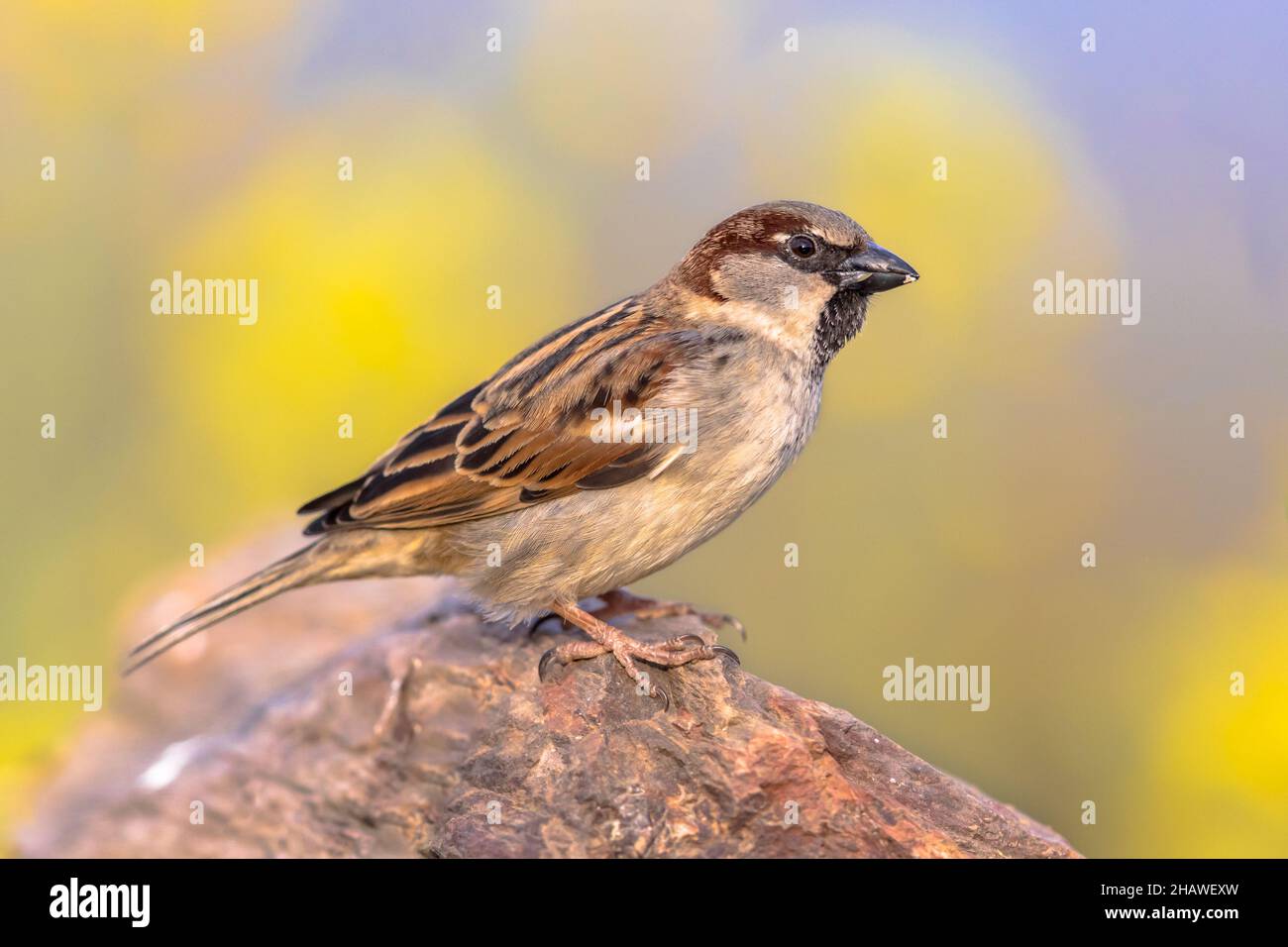 Casa Sparrow (Passer domesticus) arroccato su un tronco con sfondo verde. Questo uccello è un vero e proprio abitante urbano. Fauna selvatica scena della natura in Europa. Foto Stock