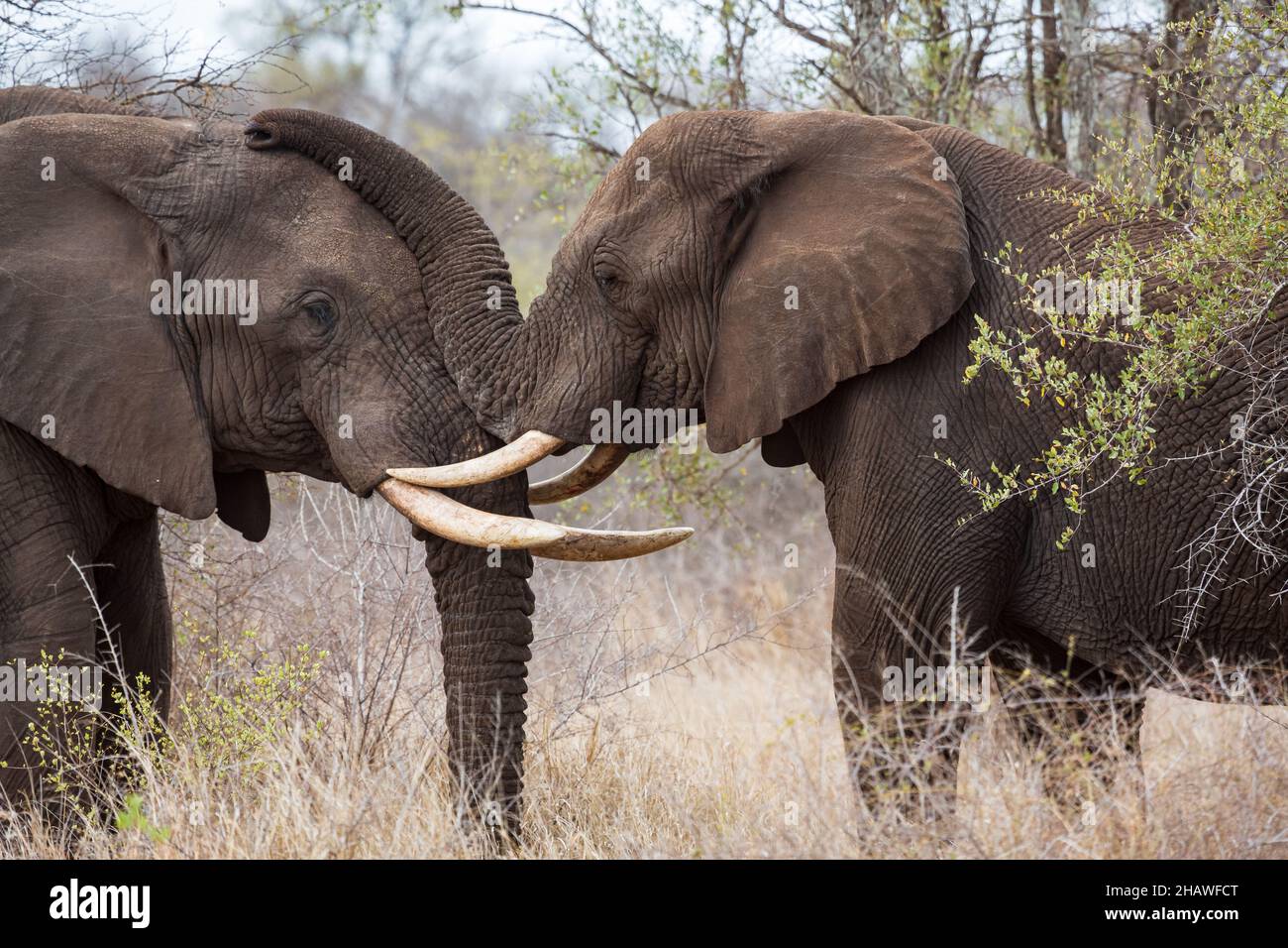 Due elefanti salutano testa a testa, il tronco riposava sulla testa di un animale, il Kruger National Park, Sudafrica Foto Stock