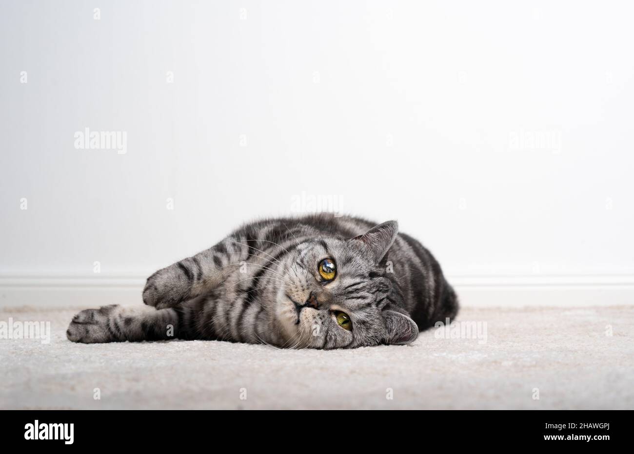 pigro gatto cieco su un occhio che si trova sul pavimento appoggiato su tappeto guardando la fotocamera su sfondo bianco con spazio copia Foto Stock