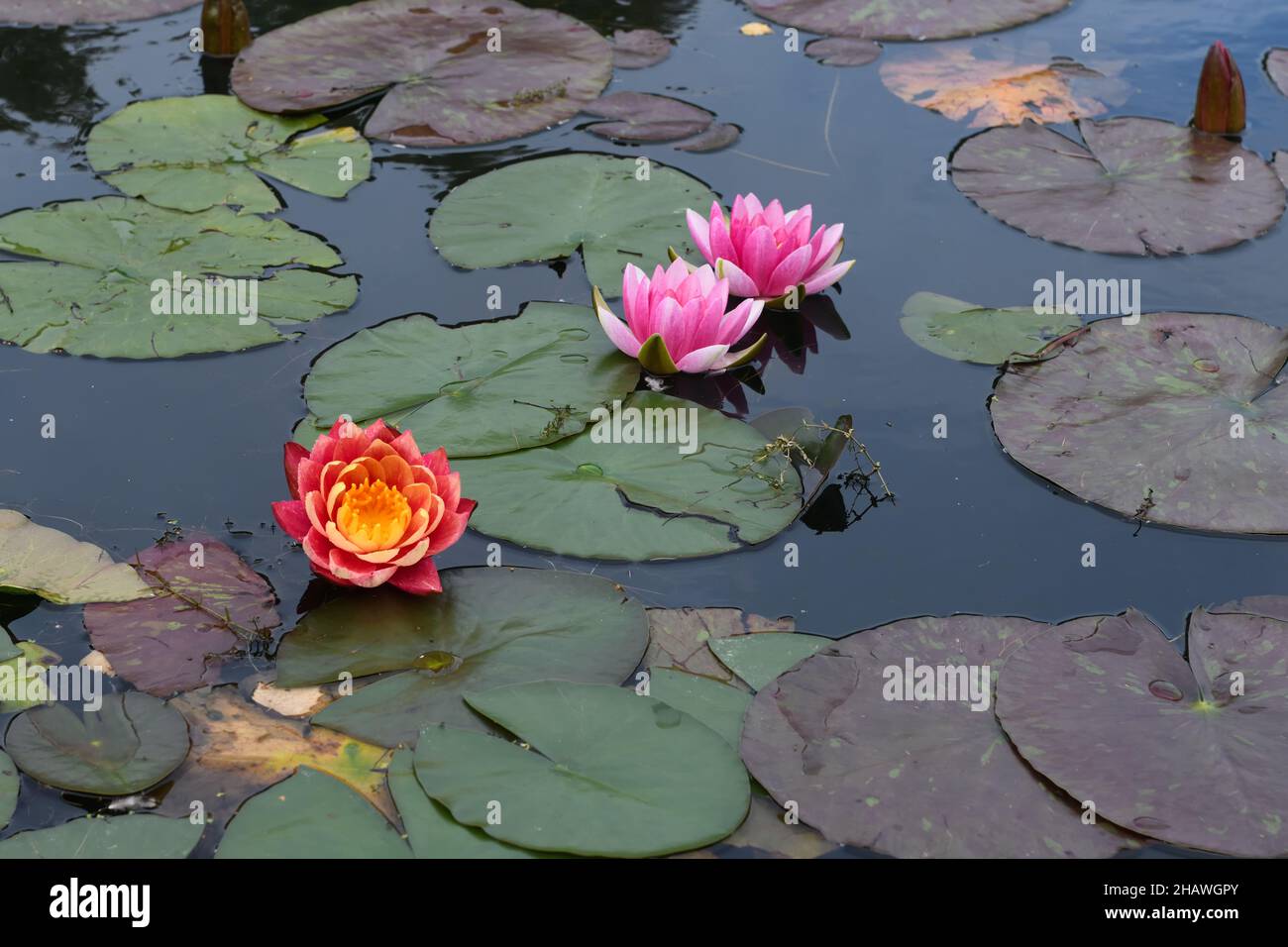 Pond Lily fioritura a Rouken Glen Park, Eastwood, East Renfrewshire, Scozia, Regno Unito Foto Stock
