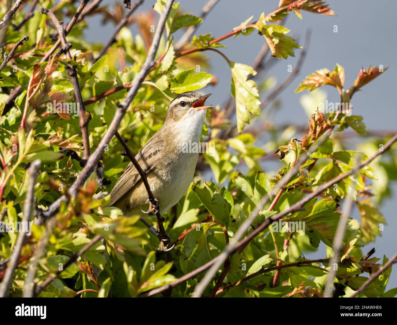 Un guerriere di cimosa (Acrocephalus schoenobaenus) che cantava nella riserva naturale RSPB Hodbarrow in Cumbria, Inghilterra. Foto Stock