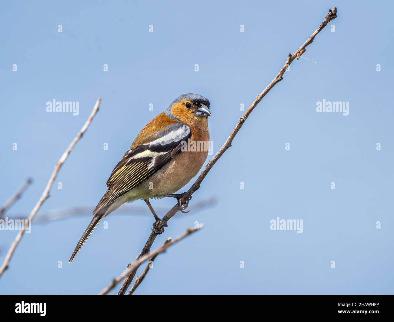 Un chaffinch maschile (Fringilla coelebs) che canta nella riserva naturale RSPB Hodbarrow in Cumbria, Inghilterra. Foto Stock