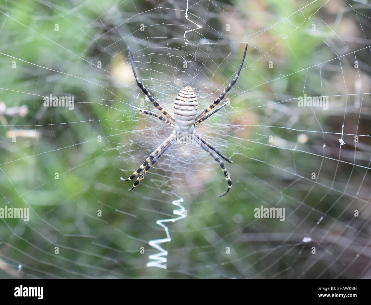 Ragnatela argiope trifasciata orbweaver in web Foto Stock