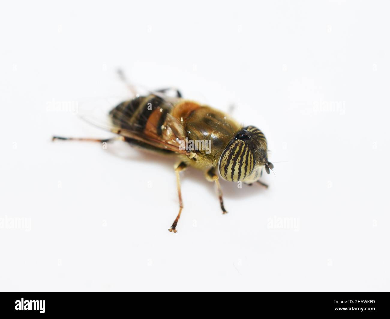Il drone con gli occhi della band vola Eristalinus taeniops isolato su sfondo bianco Foto Stock