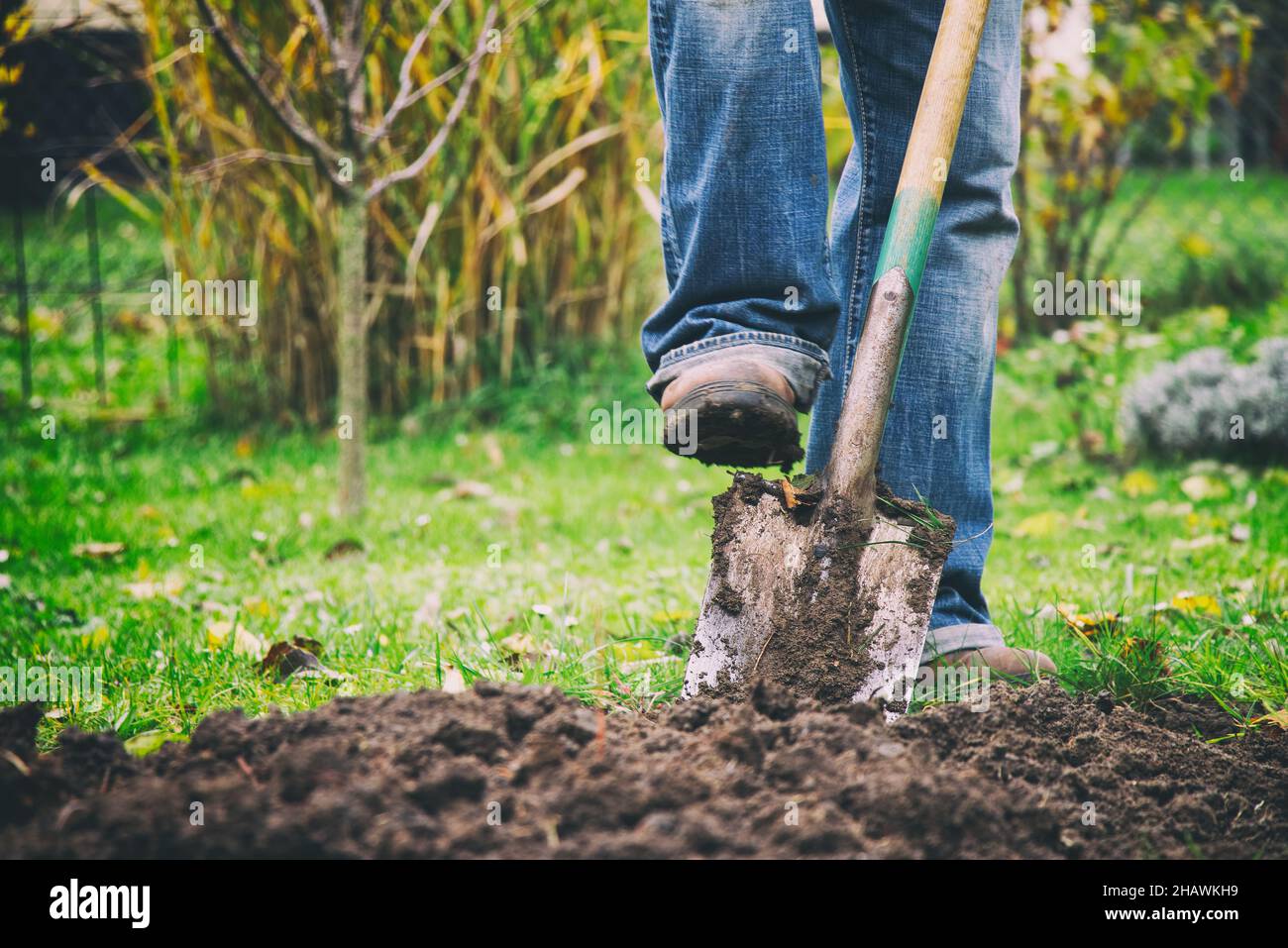 Giardiniere scavando in un giardino con una vanga. Uomo che usa una pala grande per scavare vecchio prato. Foto Stock