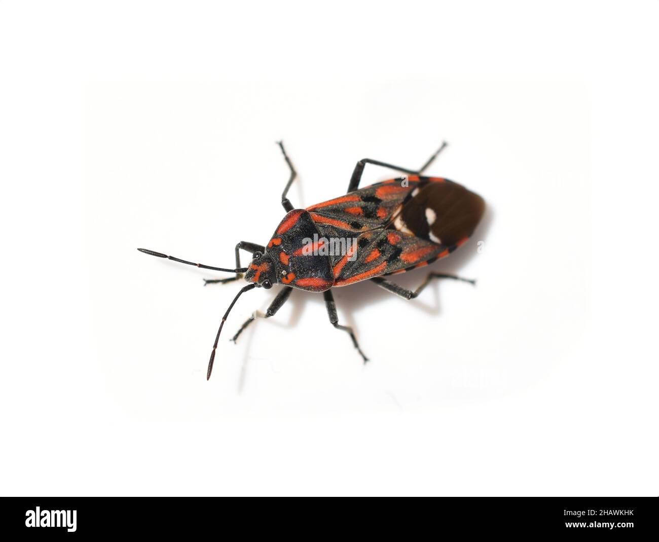 Nero e rosso seme bug Spilostetus isolato su sfondo bianco Foto Stock