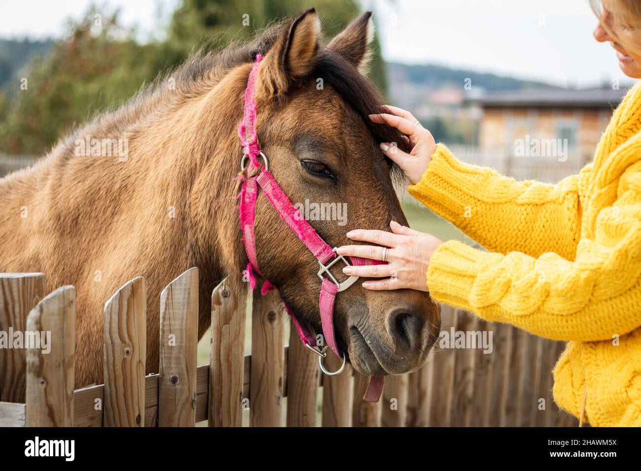 Donna che stroking piccolo cavallo marrone dietro la recinzione. Amicizia tra animali domestici e persone Foto Stock