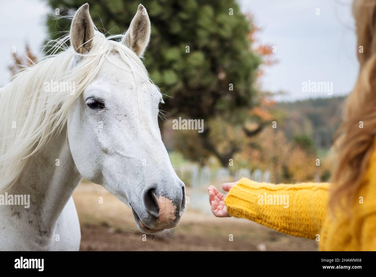 Cavallo bianco che viene alla donna. Amicizia tra animali domestici e persone. Cavallo di purosangue Foto Stock