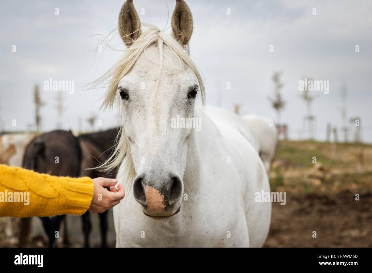 Cavallo bianco che viene per carezza da mano femminile. Ritratto di testa animale. Vista frontale Foto Stock