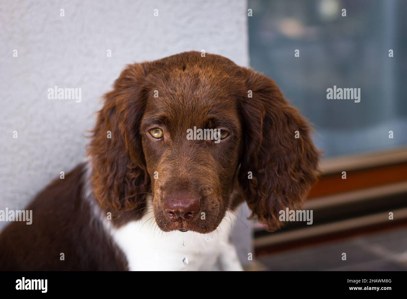 Cucciolo di piccolo Munsterlander. Triste cucciolo in attesa del suo proprietario. Carino cane da caccia tedesco Foto Stock