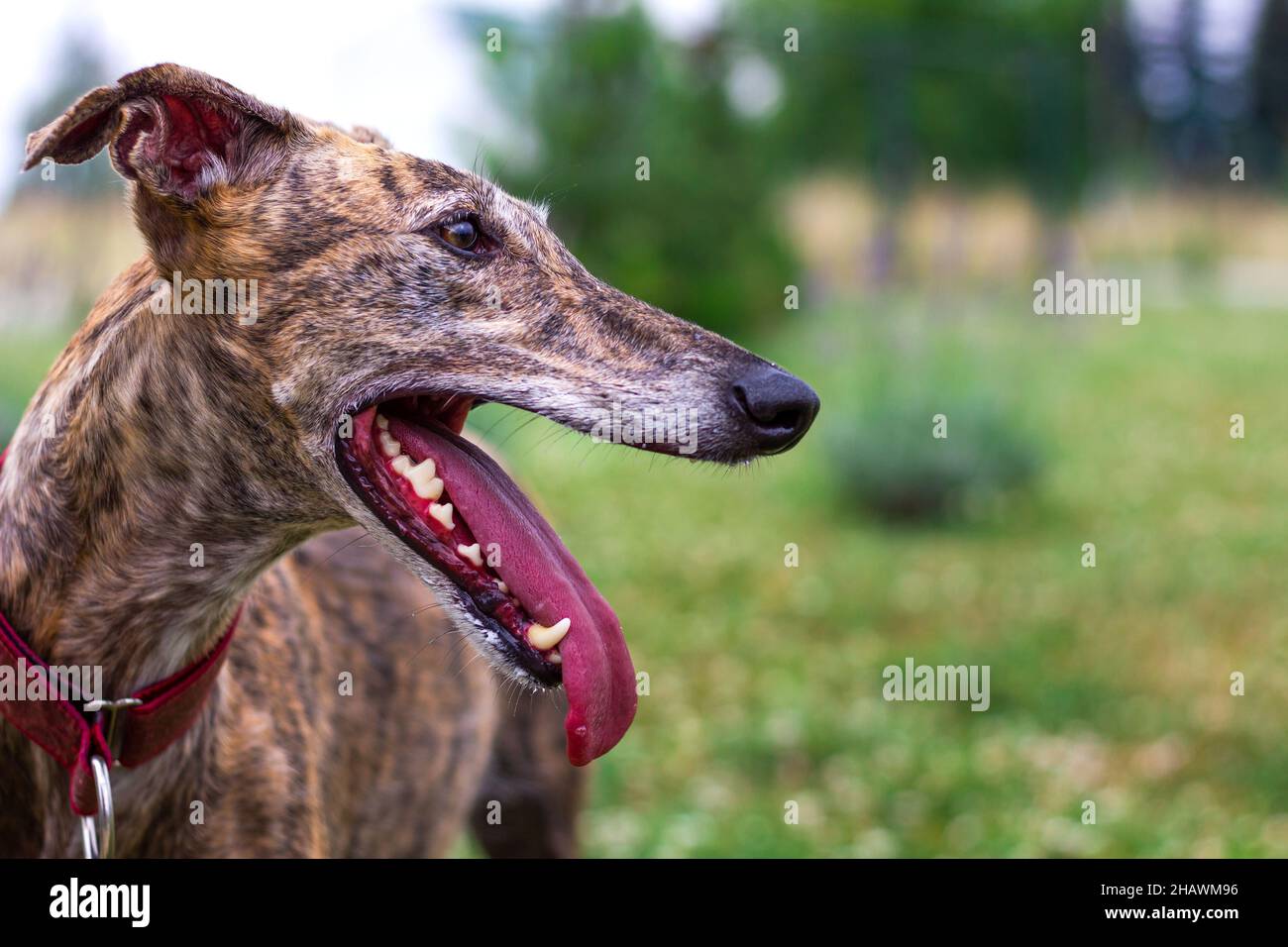 Cane Greyhound in giardino. Ritratto di Galgo spagnolo con bocca aperta all'aperto Foto Stock