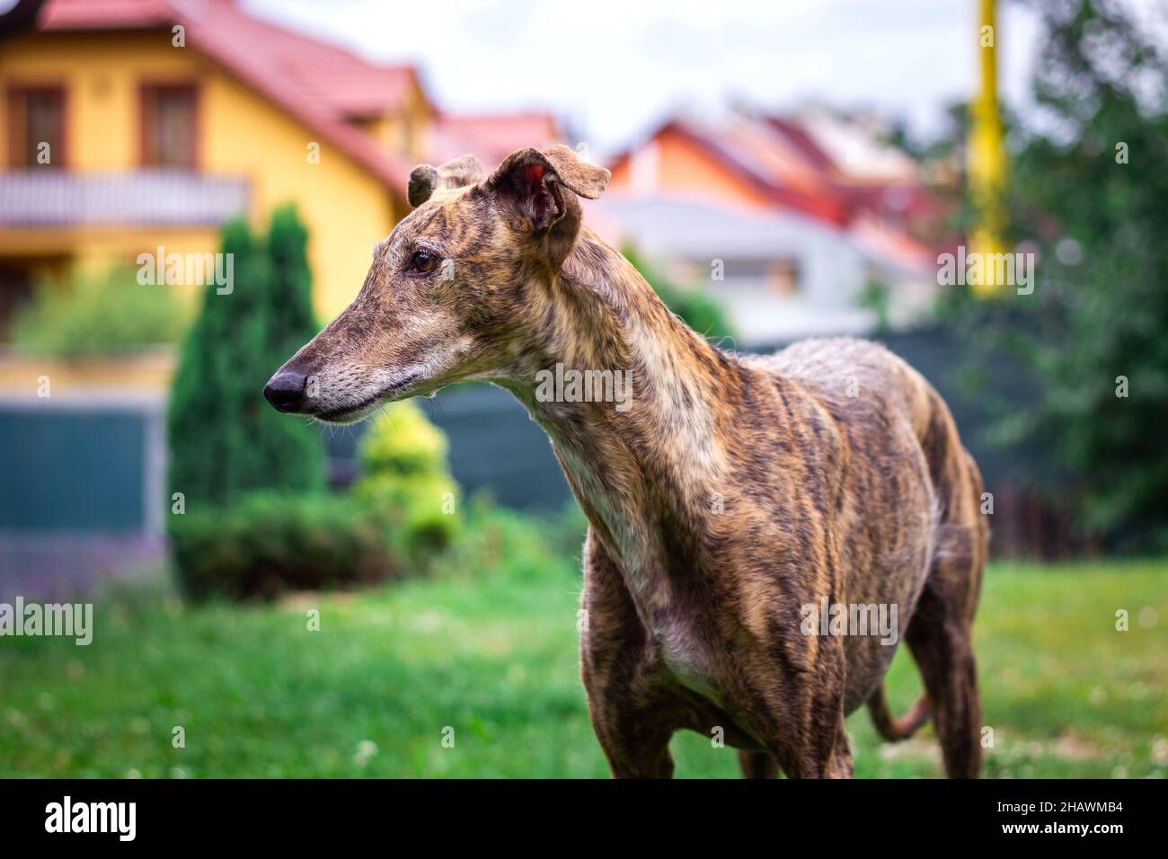 Cortile con protezione per cani. Greyhound in giardino. Ritratto di Galgo spagnolo all'aperto. Quartiere residenziale sobborgo sullo sfondo Foto Stock