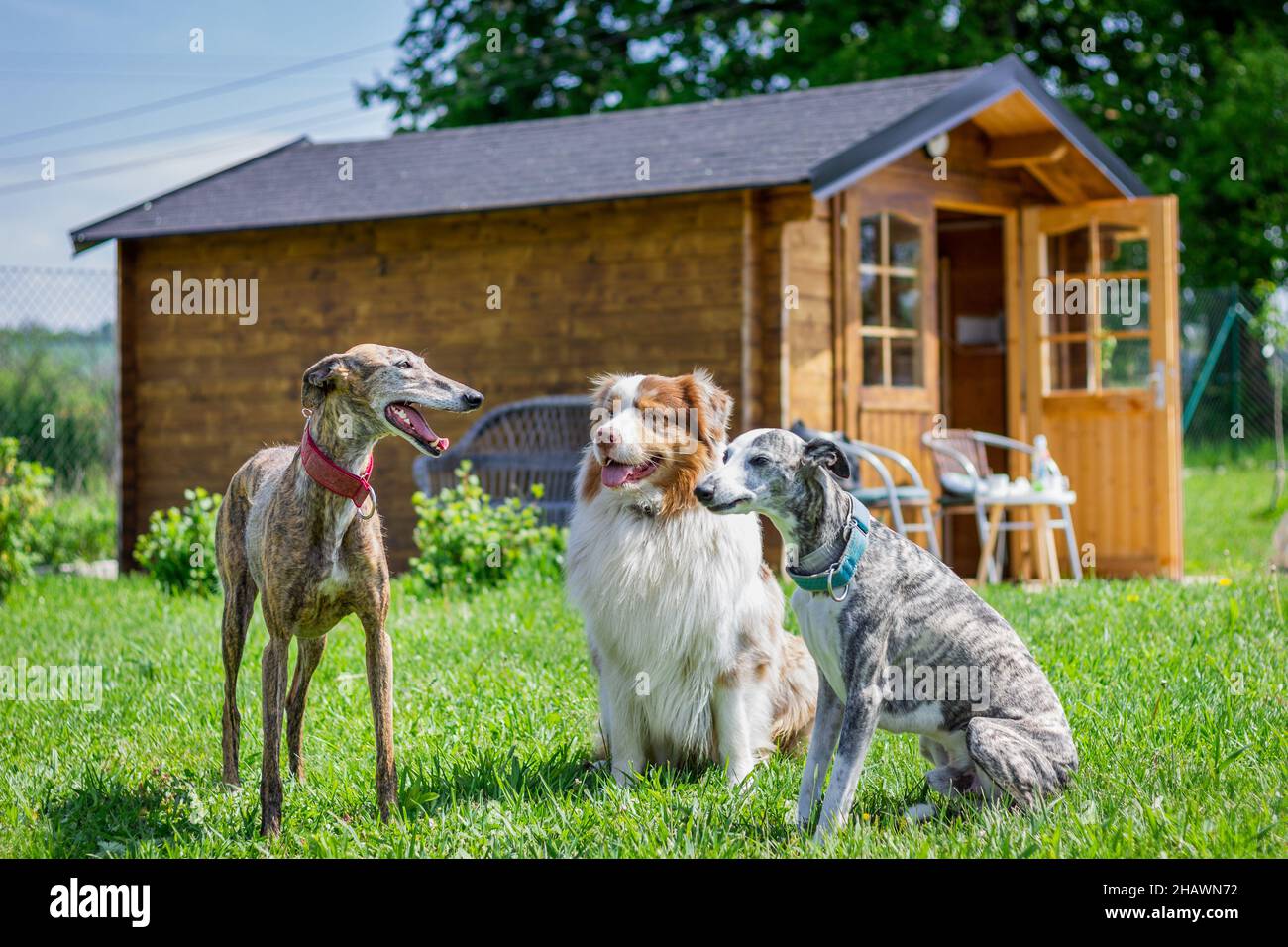 Cani in giardino. Levriero spagnolo, pastore australiano e frusta sul cortile. Animali domestici carini all'aperto Foto Stock