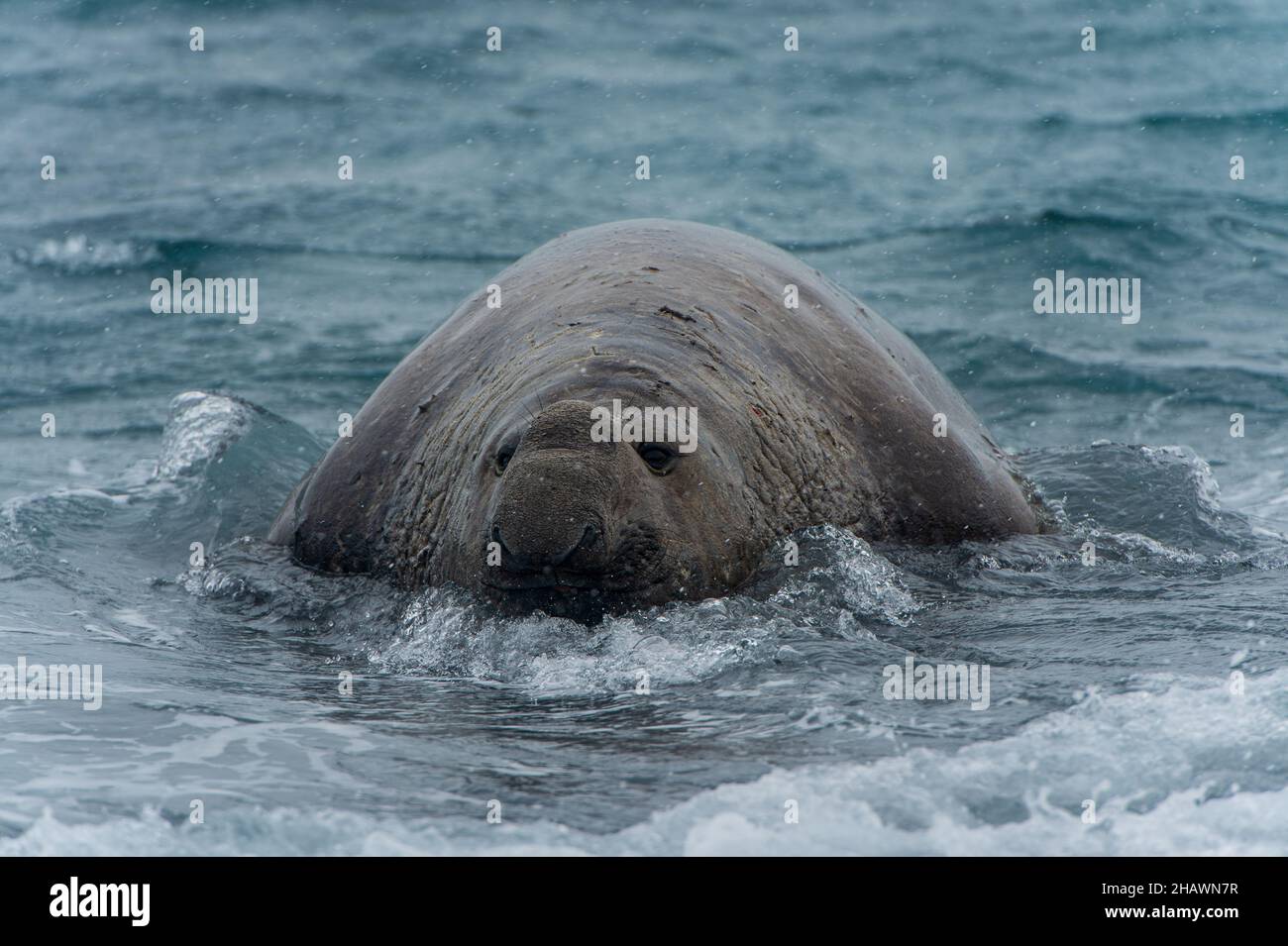 Una foca elefante nuota nell'oceano al Porto d'Oro, Georgia del Sud Foto Stock