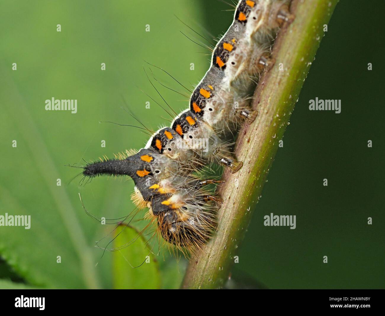 Primo piano dettagliato di Gray Dagger Moth caterpillar (Acronicta psi) una larva pelosa con strisce color crema distintive e macchie arancioni Cumbria, Inghilterra, Regno Unito Foto Stock