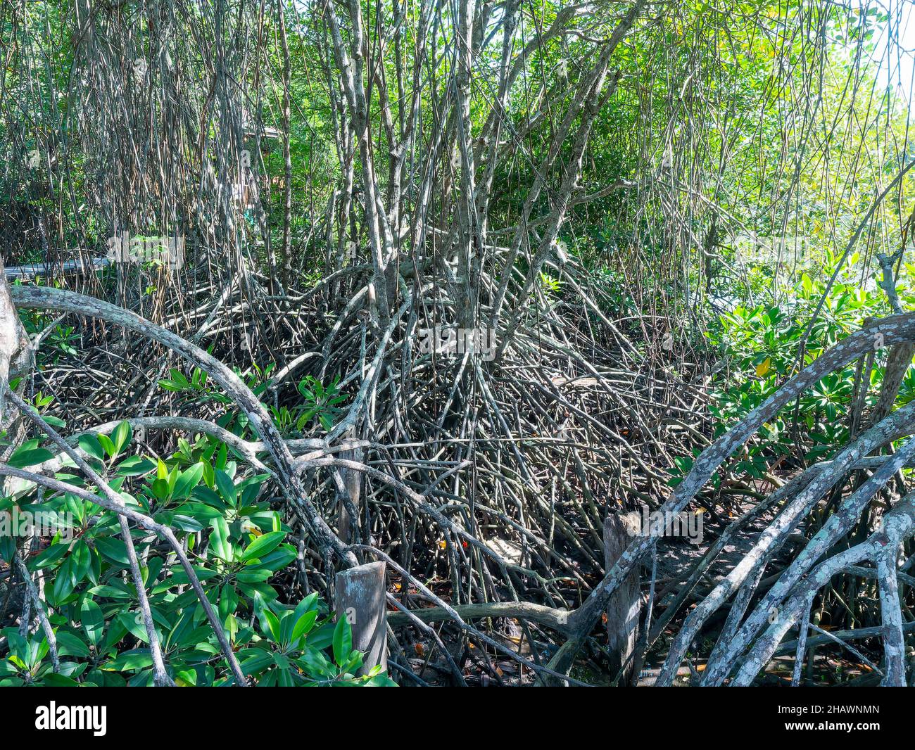 Foresta di mangrovie nella provincia di Surat Thani in Thailandia. Foto Stock