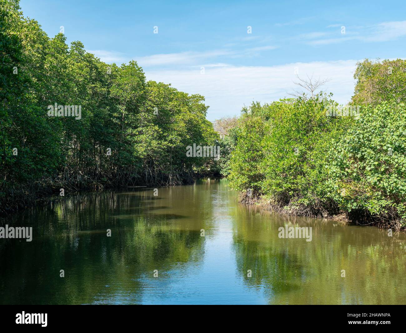 Canale attraverso una foresta di mangrovie nella provincia Surat Thani della Thailandia. Foto Stock