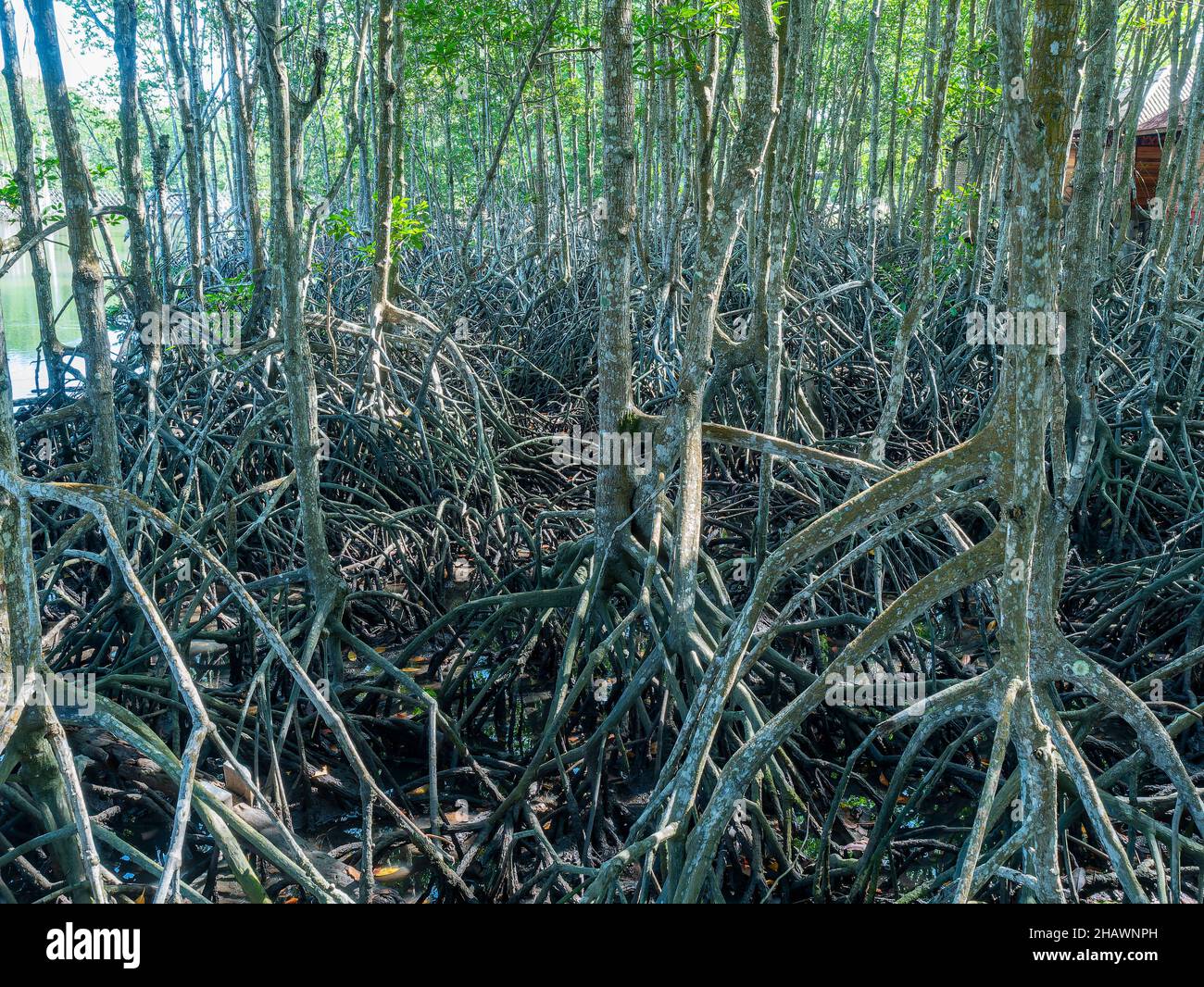 Foresta di mangrovie nella provincia di Surat Thani in Thailandia. Foto Stock