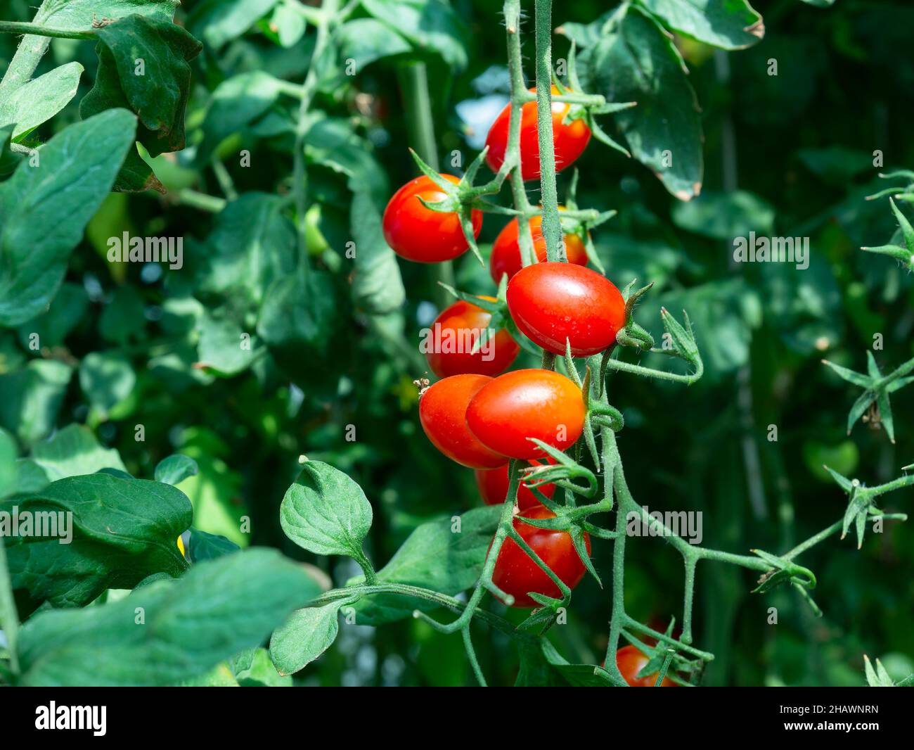 Pomodori di uva che crescono su una pianta. Profondità di campo poco profonda con i pomodori più vicini a fuoco. Foto Stock