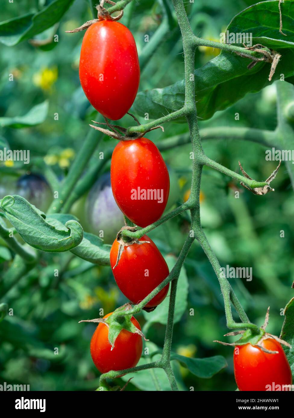Pomodori di uva che crescono su una pianta. Profondità di campo poco profonda con i pomodori più vicini a fuoco. Foto Stock