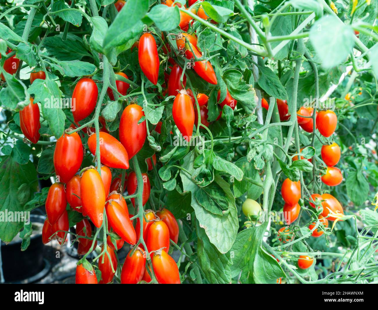 Pomodori di uva che crescono su una pianta. Profondità di campo poco profonda con i pomodori più vicini a fuoco. Foto Stock