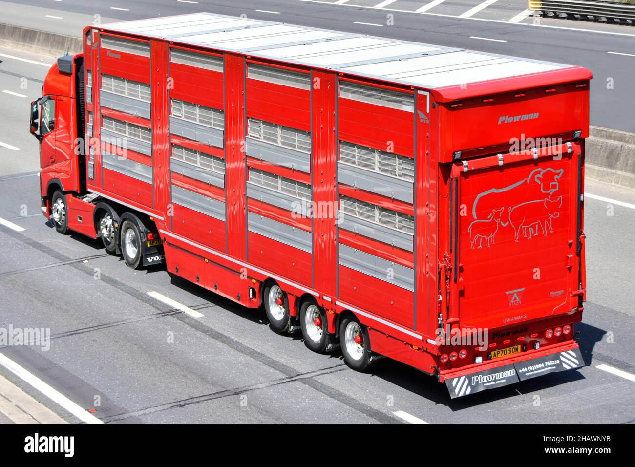 Vista aerea laterale rimorchio articolato rosso ventilato autocarro progettato per il trasporto di animali agricoli bestiame pubblicità sul retro vista strada UK Foto Stock