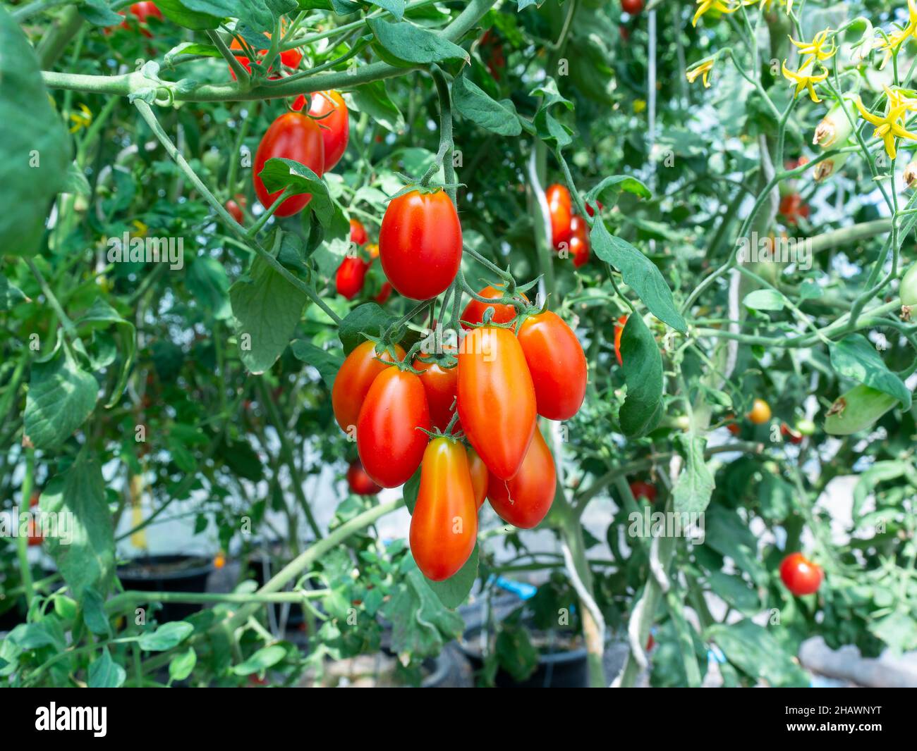 Pomodori di uva che crescono su una pianta. Profondità di campo poco profonda con i pomodori più vicini a fuoco. Foto Stock