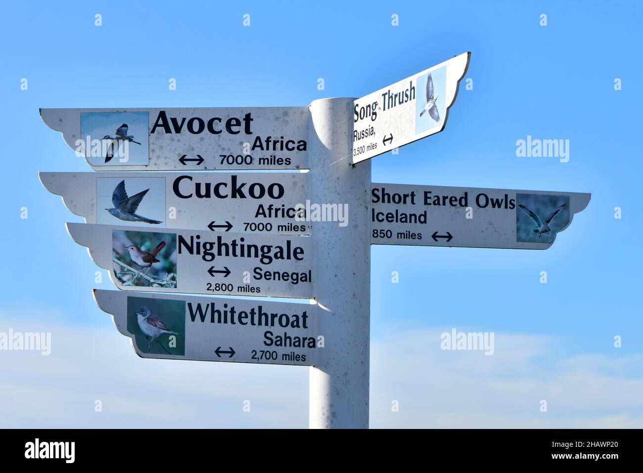 Essex Wildlife Trust Thameside Nature Reserve & Discovery Park primo piano di segnaletica educativa che mostra le miglia volate da specie di uccelli per raggiungere il Regno Unito Foto Stock