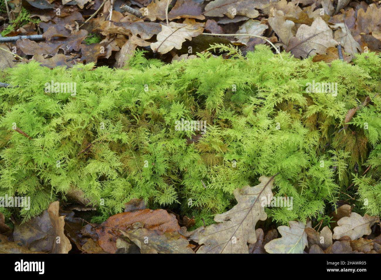 Il muschio comune di tamarisco che cresce su un ceppo. Foto Stock