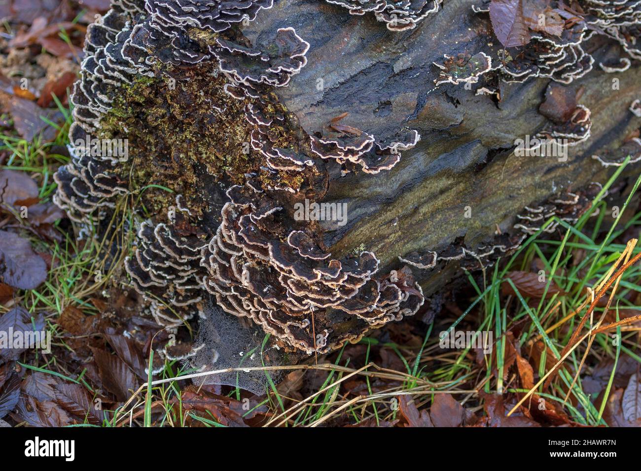 Fungus stratificato o a staffa che cresce su un tronco di albero marcio. Foto Stock