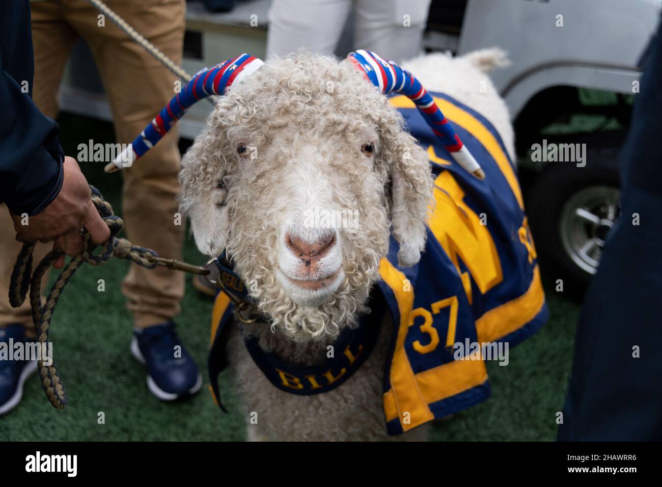 Rutherford orientale, Stati Uniti d'America. 11 dicembre 2021. Mascotte dell'Accademia Navale degli Stati Uniti, Bill The Goat XXXIII osserva i margini durante la partita annuale di calcio dell'esercito-marina al MetLife Stadium 11 dicembre 2021 a East Rutherford, New Jersey. L'Accademia Navale degli Stati Uniti Midshipmen sconfisse i Cavalieri neri dell'esercito 17-13 nella loro matchup del 122nd. Credito: Stacy Godfrey/Stati Uniti Navy Photo/Alamy Live News Foto Stock