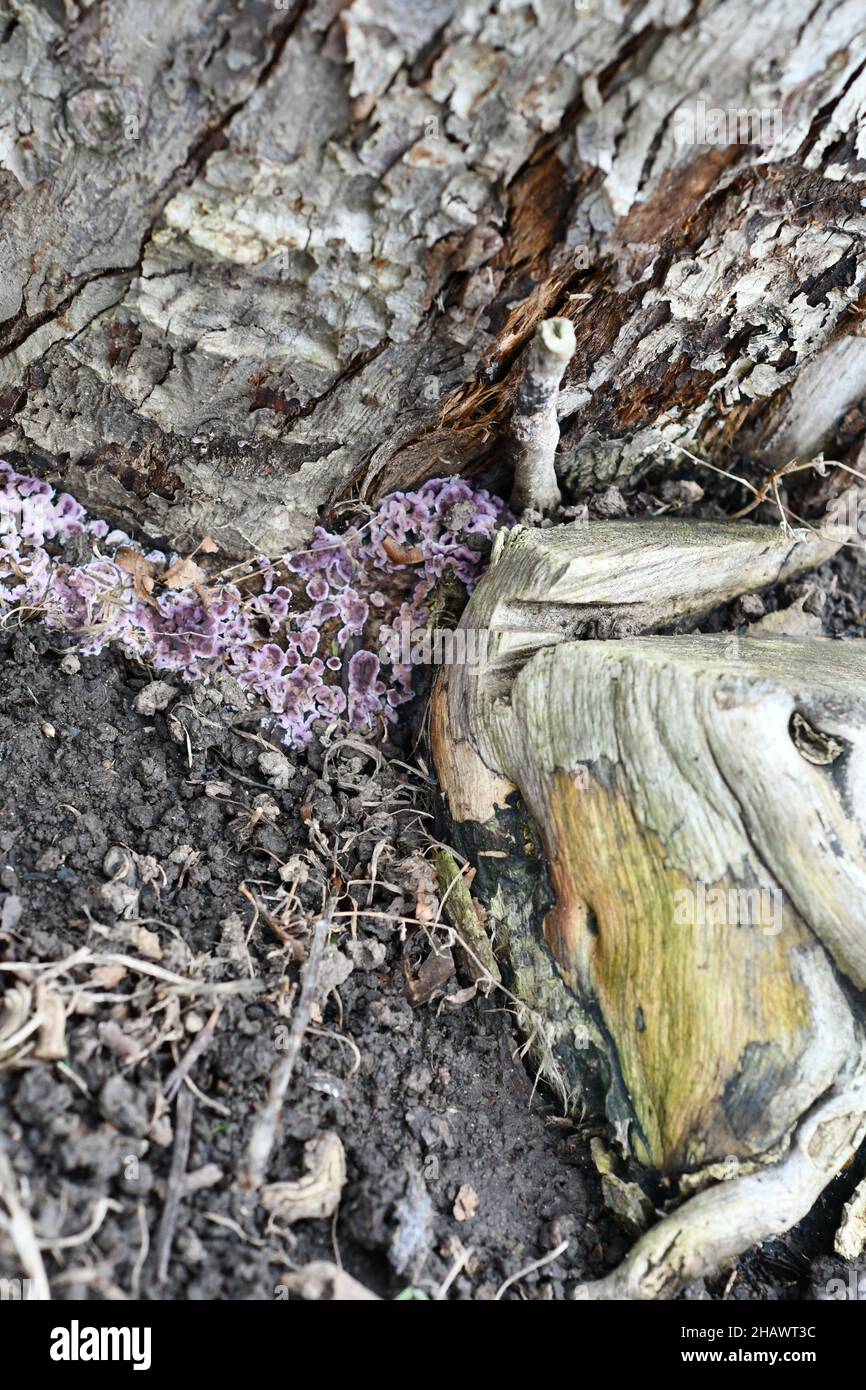 Tricaptum biforme, Poliporo a denti violetti, fungo sul fondo di un vecchio melo morto Foto Stock