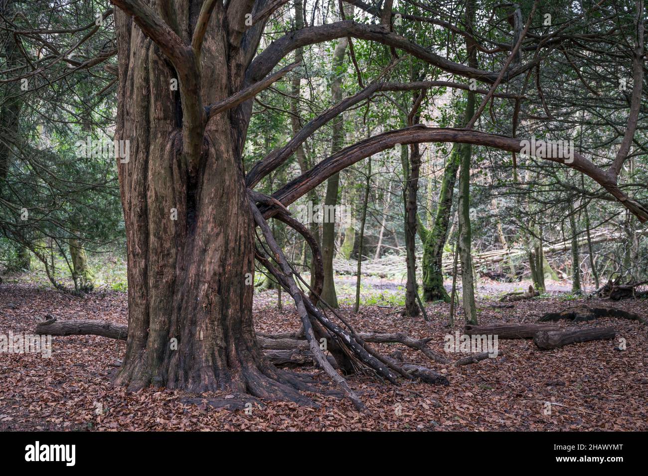 Vecchio albero sopravvissuto nella foresta Foto Stock