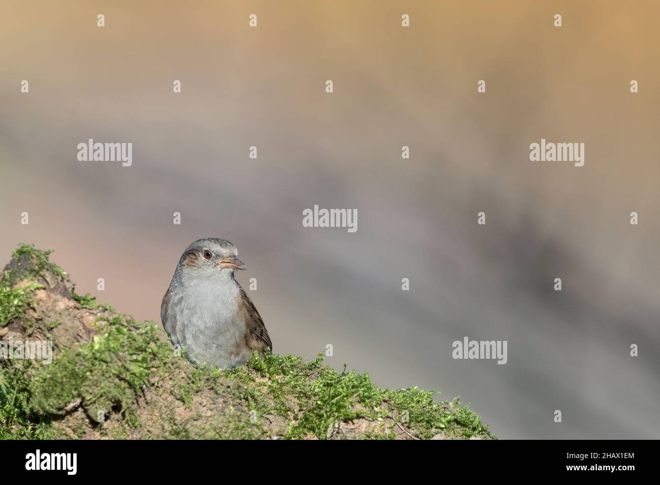 Il dunnock all'alba, ritratto d'arte (Prunella modularis) Foto Stock