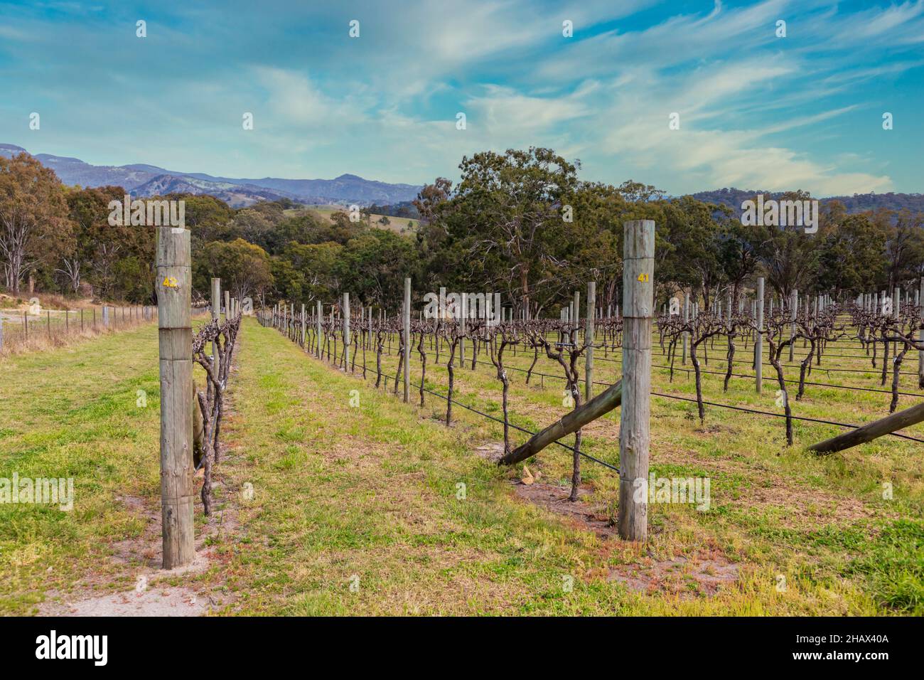 Foto di vitigni e alberi di eucalipto nella Valle di Megalong nelle Blue Mountains in Australia Foto Stock