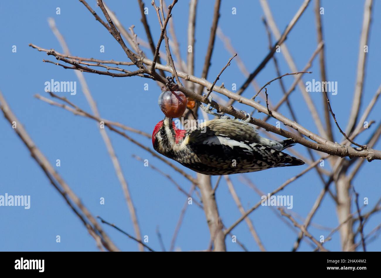 Sapsucker dalle bugnite gialle, Sphyrapicus varius, alimentazione maschile su Persimmon comune, Diospyros virginiana Foto Stock