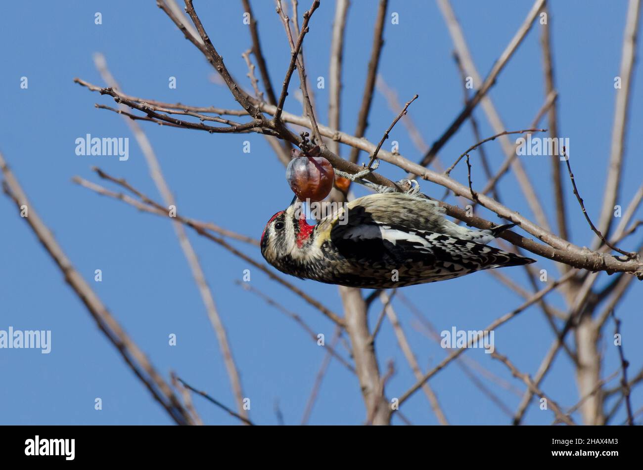 Sapsucker dalle bugnite gialle, Sphyrapicus varius, alimentazione maschile su Persimmon comune, Diospyros virginiana Foto Stock