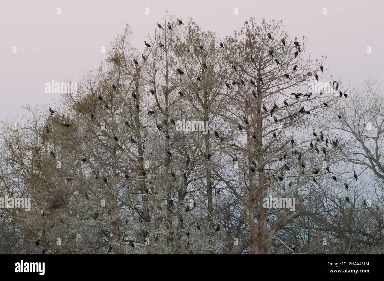 Cormorani a doppio crestio, Phalacrocorax auritus, arroccato in alberi alla luce del mattino presto Foto Stock