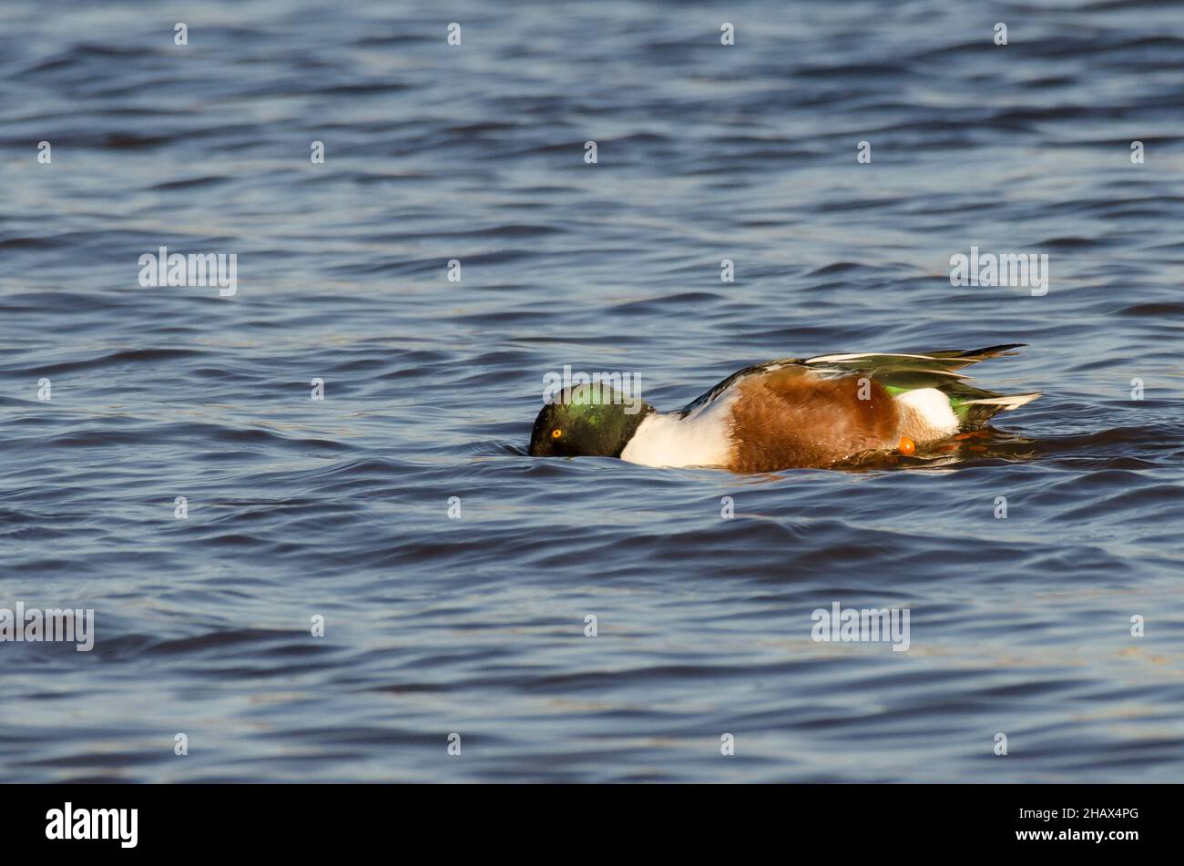Shoveler settentrionale, spatola clypeata, maschio abbaiare Foto Stock