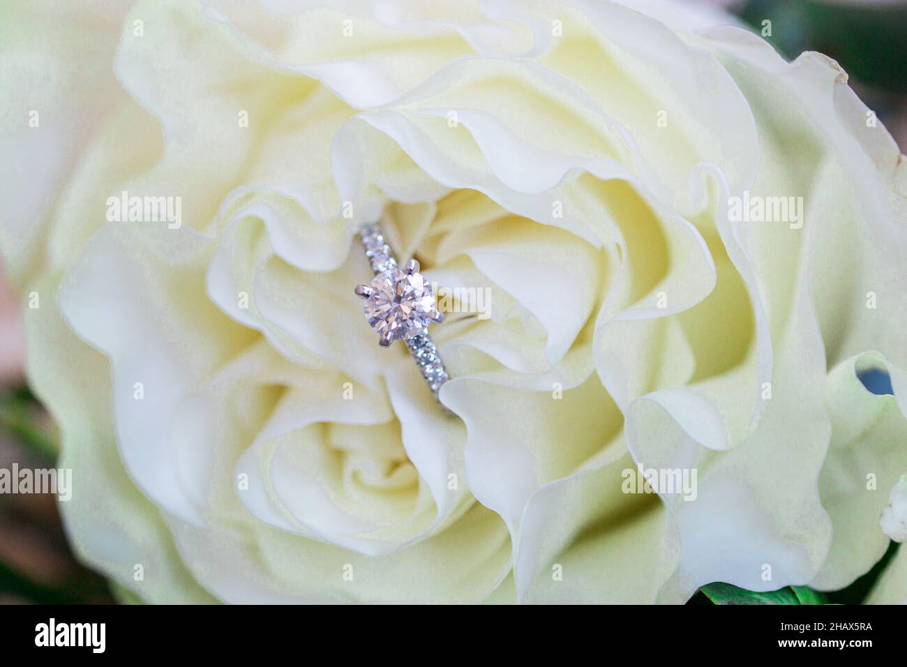 Anello di aggancio diamantato all'interno di una rosa bianca da vicino Foto Stock