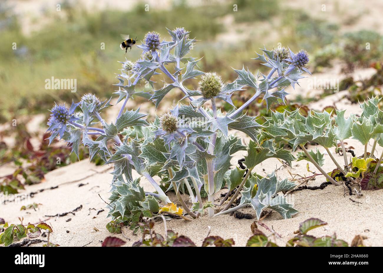 Ape visitando agrifoglio di mare, Eryngium maritimum, dune di Kenfig, Galles, Regno Unito Foto Stock